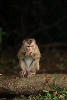 los monos salvajes descansan y comen en el suelo. en el parque nacional de khao yai, tailandia foto