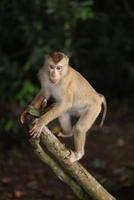 Wild monkeys are lounging and eating on the ground. in Khao Yai National Park, Thailand photo