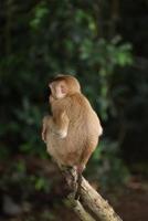 Wild monkeys are lounging and eating on the ground. in Khao Yai National Park, Thailand photo