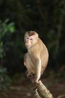 Wild monkeys are lounging and eating on the ground. in Khao Yai National Park, Thailand photo