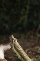 Wild monkeys are lounging and eating on the ground. in Khao Yai National Park, Thailand photo