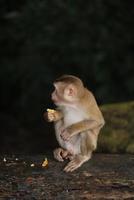 Wild monkeys are lounging and eating on the ground. in Khao Yai National Park, Thailand photo