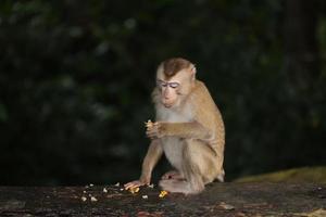 Wild monkeys are lounging and eating on the ground. in Khao Yai National Park, Thailand photo