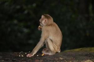 los monos salvajes descansan y comen en el suelo. en el parque nacional de khao yai, tailandia foto