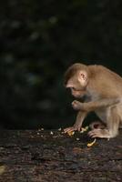 Wild monkeys are lounging and eating on the ground. in Khao Yai National Park, Thailand photo