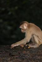 Wild monkeys are lounging and eating on the ground. in Khao Yai National Park, Thailand photo