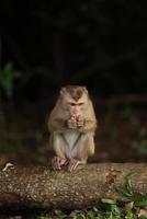 los monos salvajes descansan y comen en el suelo. en el parque nacional de khao yai, tailandia foto