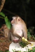 Wild monkeys are lounging and eating on the ground. in Khao Yai National Park, Thailand photo