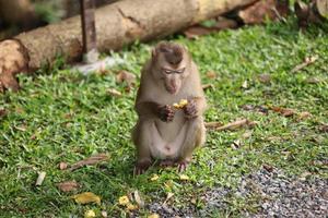 Wild monkeys are lounging and eating on the ground. in Khao Yai National Park, Thailand photo