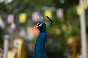 blue peacock close up photo