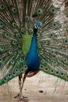 pavo real azul de cerca foto