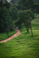 Beautiful nature, sky, trees, evening atmosphere at Khao Yai National Park, Thailand photo