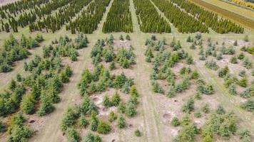 Coniferous saplings plantation planted in rows on field at daytime. Aerial view from drone of growing in rows spruces, firs, pine trees seedlings outdoors. Concept of agronomics video