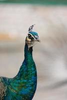 blue peacock close up photo