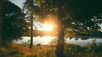 Evening sun breaking through trees in the forest, with calm surface of pond on background. Panoramic view of landscape, with golden sunbeams shining through pines and oaks outdoors. Concept of nature video