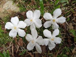 Jasmine ornamental plant photo