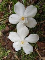 Jasmine ornamental plant photo