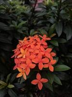 Ashoka flower ornamental plant in red color photo