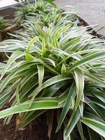 Grass ornamental plants photo