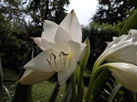 flor de crinum planta ornamental foto