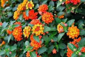 Phakrong is a plant of the Verbenaceae family and is native to the Americas. Is a shrub or semi-ivy shrub. The flowers are clustered in many colors, if eaten, causing abdominal pain photo
