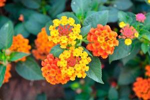 Phakrong is a plant of the Verbenaceae family and is native to the Americas. Is a shrub or semi-ivy shrub. The flowers are clustered in many colors, if eaten, causing abdominal pain photo