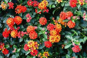 Phakrong is a plant of the Verbenaceae family and is native to the Americas. Is a shrub or semi-ivy shrub. The flowers are clustered in many colors, if eaten, causing abdominal pain, vomiting. photo