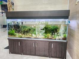 classic aquarium containing ornamental fish