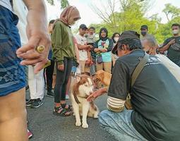 solo - 7 de junio de 2022 - perro de caza rodeado de mucha gente foto