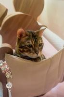 A Bengal cat sits in a hammock and looks down. photo