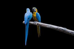 pájaro guacamayo azul y amarillo de pie sobre ramas aislar fondo negro. foto