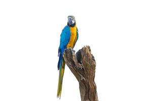 pájaro guacamayo azul y amarillo de pie sobre ramas aislar fondo blanco. foto
