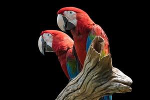 guacamayo rojo de dos pájaros en una rama aislada de fondo negro foto