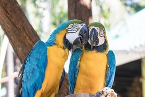 grupo pájaro guacamayo azul y amarillo de pie en las ramas foto