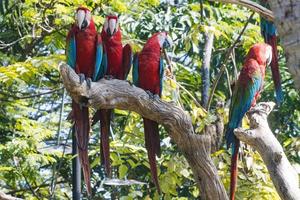 pájaro guacamayo rojo de pie en la rama del árbol foto