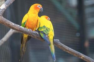 Sun Conure Parrots Beautiful Parrot on branch of tree photo