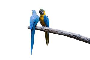 pájaro guacamayo azul y amarillo de pie sobre ramas aislar fondo blanco. foto