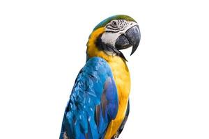Bird Blue-and-yellow macaw isolate white background photo