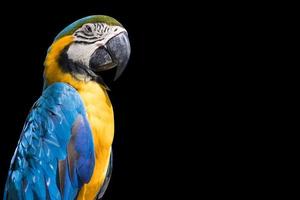 Bird Blue-and-yellow macaw isolate black background copy space photo