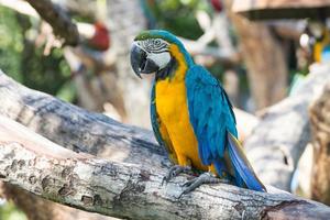 Close up Bird Blue-and-yellow macaw standing on branch of tree photo