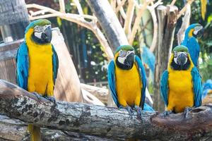 Group Bird Blue-and-yellow macaw standing on branches photo