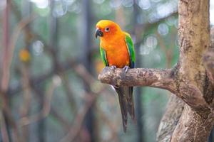 Sun Conure Parrots Beautiful Parrot on branch of tree photo