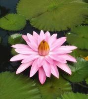 flor rosa nenúfar plantae, loto sagrado, frijol de la india, nelumbo, nelumbonaceae flor en brotes de estanque rosa extremo cónico verde hojas grandes varilla largo ambiente naturaleza fondo en piscina foto