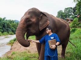 happy Asian man feeding Elephant with sugar cane in tropical green forest near river at sanctuary in Chiang Mai Thailand. mature adult in Thai Northern traditional cloths. photo