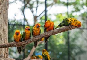 cinco pájaros loros conure de sol posados en una rama con fondo de bokeh de árbol verde foto