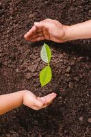 un árbol pequeño y las manos están plantando árboles con ternura. foto