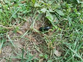 large black beetle in the grass photo