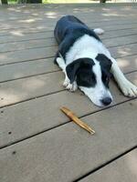 black and white puppy dog with bone photo