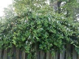 honeysuckle plant on fence with white and yellow flowers photo