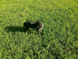 perrito negro en la hierba verde foto